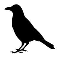 Corbeau