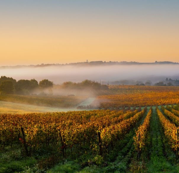 Vineyard and orchard protected from pest birds with an ecological flying scarecrow kite