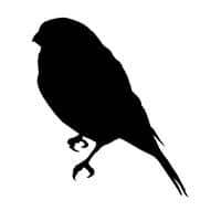 Moineau