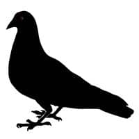 Pigeon